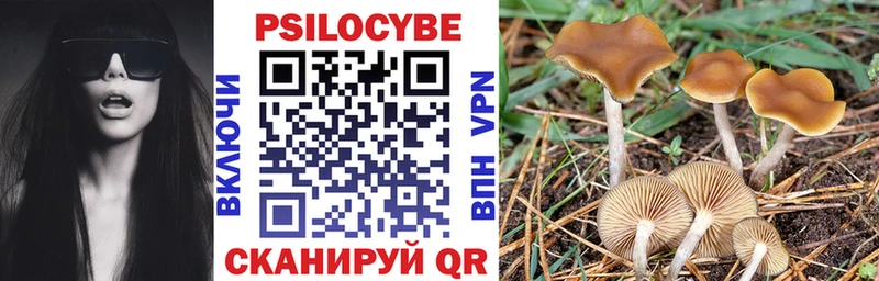 даркнет сайт Гусев Галлюциногенные грибы Psilocybe
